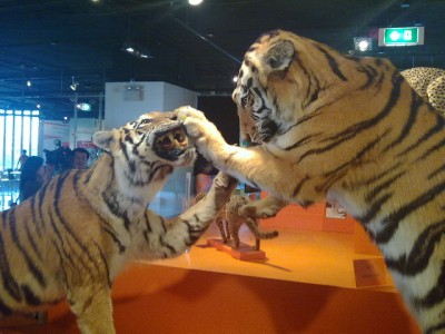 虎の展示